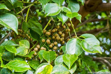 茄苳樹是陰樹嗎|茄苳:簡介,形態特徵,分布範圍,主要價值,